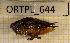  ( - BGE_00455_C05)  @11 [ ] CreativeCommons - Attribution Non-Commercial Share-Alike (2025) KZBiH, University of Lodz Department of Invertebrate Zoology and Hydrobiology, University of Lodz