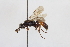 (Vulgichneumon trifarius - BGE_00410_B05)  @11 [ ] CreativeCommons - Attribution Non-Commercial Share-Alike (2024) Unspecified Zoologisches Forschungsmuseum Alexander Koenig