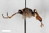  (Pleolophus secernendus - BGE_00406_H04)  @11 [ ] CreativeCommons - Attribution Non-Commercial Share-Alike (2023) Unspecified Zoologisches Forschungsmuseum Alexander Koenig
