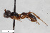  (Gelis brevis - BGE_00405_C12)  @11 [ ] CreativeCommons - Attribution Non-Commercial Share-Alike (2023) Unspecified Zoologisches Forschungsmuseum Alexander Koenig