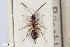  (Gelis papaveris - BGE_00405_D11)  @11 [ ] CreativeCommons - Attribution Non-Commercial Share-Alike (2023) Unspecified Zoologisches Forschungsmuseum Alexander Koenig