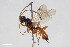  (Gelis balteatus - BGE_00405_F09)  @11 [ ] CreativeCommons - Attribution Non-Commercial Share-Alike (2023) Unspecified Zoologisches Forschungsmuseum Alexander Koenig