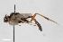  (Gelis infumatus - BGE_00405_E11)  @11 [ ] CreativeCommons - Attribution Non-Commercial Share-Alike (2023) Unspecified Zoologisches Forschungsmuseum Alexander Koenig