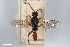  (Endasys parviventris - BGE_00405_D07)  @11 [ ] Unspecified (default): All Rights Reserved  Unspecified Unspecified