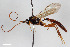  (Homaspis varicolor - BGE_00405_H10)  @11 [ ] CreativeCommons - Attribution Non-Commercial Share-Alike (2023) Unspecified Zoologisches Forschungsmuseum Alexander Koenig