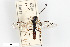  (Campodorus callidulus - BGE_00402_A02)  @11 [ ] CreativeCommons - Attribution Non-Commercial Share-Alike (2023) Unspecified Zoologisches Forschungsmuseum Alexander Koenig