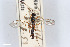  (Hyperbatus orbitalis - BGE_00406_B03)  @11 [ ] CreativeCommons - Attribution Non-Commercial Share-Alike (2023) Unspecified Zoologisches Forschungsmuseum Alexander Koenig
