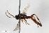  (Diadromus arrisor - BGE_00404_H06)  @11 [ ] CreativeCommons - Attribution Non-Commercial Share-Alike (2023) Unspecified Zoologisches Forschungsmuseum Alexander Koenig
