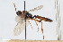  (Diadromus ustulatus - BGE_00404_G07)  @11 [ ] CreativeCommons - Attribution Non-Commercial Share-Alike (2023) Unspecified Zoologisches Forschungsmuseum Alexander Koenig