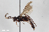  (Melanichneumon albipictus - BGE_00406_D03)  @11 [ ] CreativeCommons - Attribution Non-Commercial Share-Alike (2023) Unspecified Zoologisches Forschungsmuseum Alexander Koenig