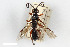  (Coelichneumon dorsosignatus - BGE_00402_B05)  @11 [ ] CreativeCommons - Attribution Non-Commercial Share-Alike (2023) Unspecified Zoologisches Forschungsmuseum Alexander Koenig