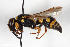 ( - BGE_00402_H05)  @11 [ ] CreativeCommons - Attribution Non-Commercial Share-Alike (2023) Unspecified Zoologisches Forschungsmuseum Alexander Koenig