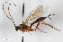  (Phytodietus ornatus - BGE_00406_H07)  @11 [ ] CreativeCommons - Attribution Non-Commercial Share-Alike (2023) Unspecified Zoologisches Forschungsmuseum Alexander Koenig