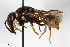  (Euodynerus curictensis - BGE_00402_E11)  @11 [ ] CreativeCommons - Attribution Non-Commercial Share-Alike (2023) Unspecified Zoologisches Forschungsmuseum Alexander Koenig