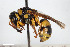  (Euodynerus hellenicus - BGE_00402_H09)  @11 [ ] CreativeCommons - Attribution Non-Commercial Share-Alike (2023) Unspecified Zoologisches Forschungsmuseum Alexander Koenig
