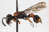  ( - BGE_00404_B09)  @11 [ ] CreativeCommons - Attribution Non-Commercial Share-Alike (2023) Unspecified Zoologisches Forschungsmuseum Alexander Koenig