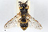  (Pseudepipona lativentris - BGE_00403_D09)  @11 [ ] CreativeCommons - Attribution Non-Commercial Share-Alike (2023) Unspecified Zoologisches Forschungsmuseum Alexander Koenig