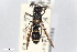  (Symmorphus fuscipes - BGE_00403_C11)  @11 [ ] CreativeCommons - Attribution Non-Commercial Share-Alike (2023) Unspecified Zoologisches Forschungsmuseum Alexander Koenig