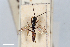  (Lissonota obscuripes - BGE_00406_D11)  @11 [ ] CreativeCommons - Attribution Non-Commercial Share-Alike (2023) Unspecified Zoologisches Forschungsmuseum Alexander Koenig