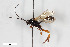  ( - BGE_00404_F02)  @11 [ ] CreativeCommons - Attribution Non-Commercial Share-Alike (2023) Unspecified Zoologisches Forschungsmuseum Alexander Koenig