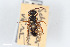  ( - BGE_00403_H04)  @11 [ ] CreativeCommons - Attribution Non-Commercial Share-Alike (2023) Unspecified Zoologisches Forschungsmuseum Alexander Koenig