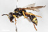  ( - BGE_00403_F03)  @11 [ ] CreativeCommons - Attribution Non-Commercial Share-Alike (2023) Unspecified Zoologisches Forschungsmuseum Alexander Koenig