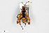  (Cryptocheilus alternatus - BGE_00404_A08)  @11 [ ] CreativeCommons - Attribution Non-Commercial Share-Alike (2023) Unspecified Zoologisches Forschungsmuseum Alexander Koenig