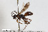  (Priocnemis fastigiata - BGE_00402_E06)  @11 [ ] CreativeCommons - Attribution Non-Commercial Share-Alike (2023) Unspecified Zoologisches Forschungsmuseum Alexander Koenig