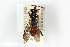  ( - BGE_00402_H01)  @11 [ ] CreativeCommons - Attribution Non-Commercial Share-Alike (2023) Unspecified Zoologisches Forschungsmuseum Alexander Koenig