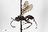  (Priocnemis melanosoma - BGE_00404_B02)  @11 [ ] CreativeCommons - Attribution Non-Commercial Share-Alike (2023) Unspecified Zoologisches Forschungsmuseum Alexander Koenig