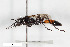  ( - BGE_00404_B06)  @11 [ ] CreativeCommons - Attribution Non-Commercial Share-Alike (2023) Unspecified Zoologisches Forschungsmuseum Alexander Koenig