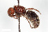  ( - BGE_00403_H03)  @11 [ ] CreativeCommons - Attribution Non-Commercial Share-Alike (2023) Unspecified Zoologisches Forschungsmuseum Alexander Koenig