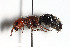  (Mutilla quinquemaculata - BGE_00404_A05)  @11 [ ] CreativeCommons - Attribution Non-Commercial Share-Alike (2023) Unspecified Zoologisches Forschungsmuseum Alexander Koenig