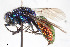  ( - BGE_00403_G08)  @11 [ ] CreativeCommons - Attribution Non-Commercial Share-Alike (2023) Unspecified Zoologisches Forschungsmuseum Alexander Koenig