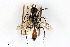  ( - BGE_00404_B05)  @11 [ ] CreativeCommons - Attribution Non-Commercial Share-Alike (2023) Unspecified Zoologisches Forschungsmuseum Alexander Koenig