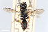  ( - BGE_00403_H11)  @11 [ ] CreativeCommons - Attribution Non-Commercial Share-Alike (2023) Unspecified Zoologisches Forschungsmuseum Alexander Koenig