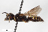  ( - BGE_00403_H10)  @11 [ ] CreativeCommons - Attribution Non-Commercial Share-Alike (2023) Unspecified Zoologisches Forschungsmuseum Alexander Koenig