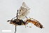  (Cremastus spectator - BGE_00404_F09)  @11 [ ] CreativeCommons - Attribution Non-Commercial Share-Alike (2023) Unspecified Zoologisches Forschungsmuseum Alexander Koenig