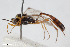  (Temelucha discoidalis - BGE_00404_F10)  @11 [ ] CreativeCommons - Attribution Non-Commercial Share-Alike (2023) Unspecified Zoologisches Forschungsmuseum Alexander Koenig