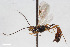  (Temelucha decorata - BGE_00404_E10)  @11 [ ] CreativeCommons - Attribution Non-Commercial Share-Alike (2023) Unspecified Zoologisches Forschungsmuseum Alexander Koenig
