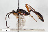  ( - BGE_00404_D06)  @11 [ ] CreativeCommons - Attribution Non-Commercial Share-Alike (2023) Unspecified Zoologisches Forschungsmuseum Alexander Koenig