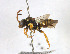  ( - BGE_00407_G03)  @11 [ ] CreativeCommons - Attribution Non-Commercial Share-Alike (2023) Unspecified Zoologisches Forschungsmuseum Alexander Koenig