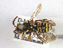  ( - BGE_00407_G03)  @11 [ ] CreativeCommons - Attribution Non-Commercial Share-Alike (2023) Unspecified Zoologisches Forschungsmuseum Alexander Koenig