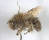 ( - BGE_00407_G06)  @11 [ ] CreativeCommons - Attribution Non-Commercial Share-Alike (2023) Unspecified Zoologisches Forschungsmuseum Alexander Koenig