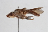  (Platycephala ducalis - BGE_00412_D03)  @11 [ ] CreativeCommons - Attribution Non-Commercial Share-Alike (2024) Unspecified Zoologisches Forschungsmuseum Alexander Koenig