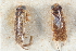  ( - BGE_00412_A05)  @11 [ ] CreativeCommons - Attribution Non-Commercial Share-Alike (2024) Unspecified Zoologisches Forschungsmuseum Alexander Koenig