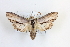  (Cucullia scrophulariphaga - BGE_00401_C04)  @11 [ ] CreativeCommons - Attribution Non-Commercial Share-Alike (2024) Unspecified Zoologisches Forschungsmuseum Alexander Koenig