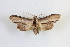 ( - BGE_00401_C05)  @11 [ ] CreativeCommons - Attribution Non-Commercial Share-Alike (2024) Unspecified Zoologisches Forschungsmuseum Alexander Koenig