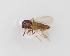 ( - BGE_ZSM_DIP_0064)  @11 [ ] by-nc-sa (2024) SNSB, Staatliche Naturwissenschaftliche Sammlungen Bayerns ZSM (SNSB, Zoologische Staatssammlung Muenchen)