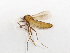  ( - BGE_ZSM_DIP_0067)  @11 [ ] by-nc-sa (2024) SNSB, Staatliche Naturwissenschaftliche Sammlungen Bayerns ZSM (SNSB, Zoologische Staatssammlung Muenchen)